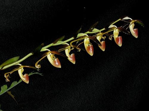Paphiopedilum gigantifolium