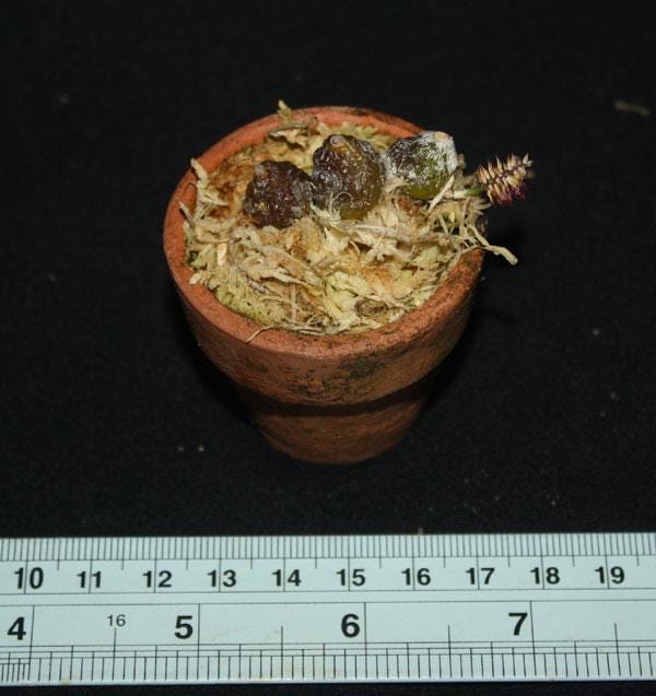 Bulbophyllum tripaleum Orchid - Live Plant - Home Garden Collection