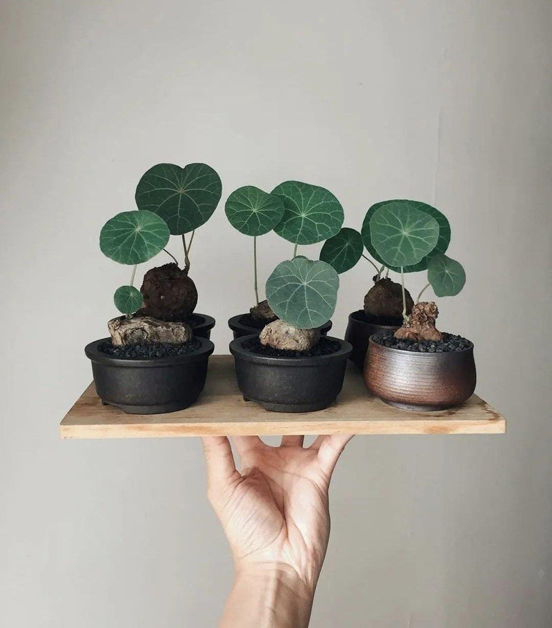 Stephania Erecta Caudex Plant – Rare Indoor Succulent, Exotic Bonsai Style, Low Maintenance Houseplant