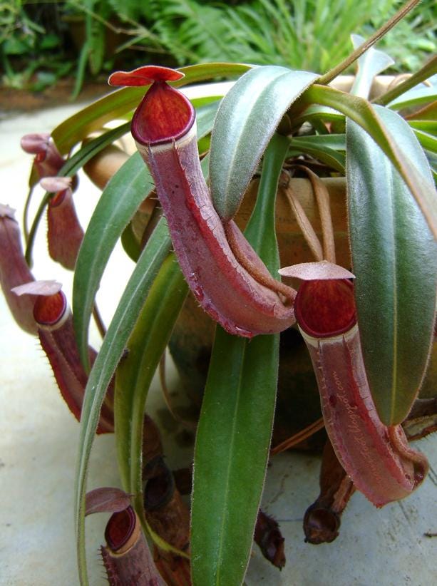 Rare Nepenthes albomarginata: Tropical Pitcher Plant