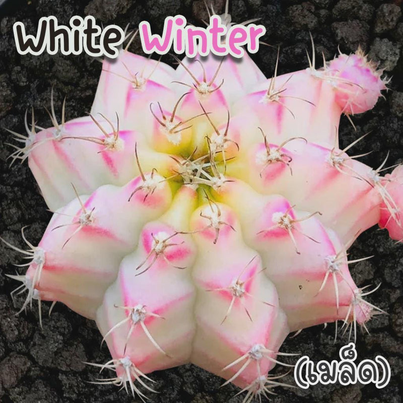 Variegated Gymnocalycium Cactus Seed Starter Kit: Rare Neon Winter White