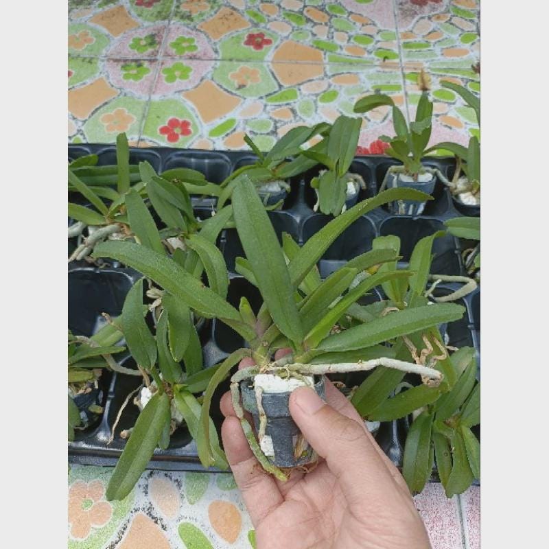 Rhynchostylis gigantea Cartoon (Select Pink/white) Foxtail Orchid, Aerides 2 Plant
