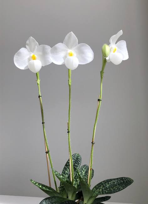 Paphiopedilum delenatii alba (f. alba) Orchid Plant – Bloom size Rare Lady Slipper Orchid