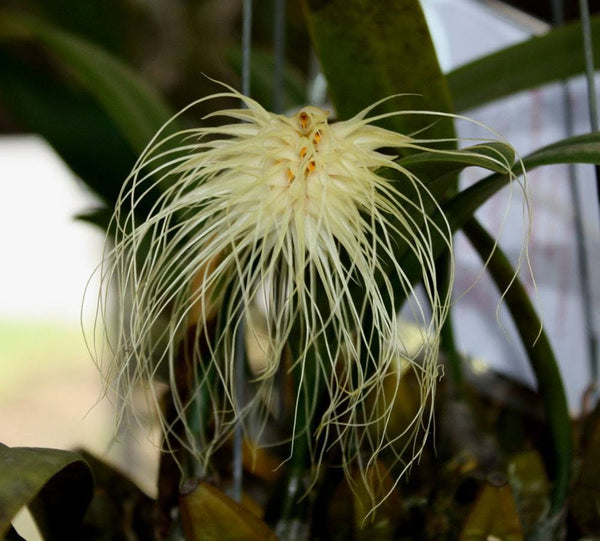 Bulbophyllum