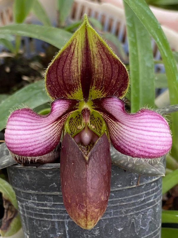 Paphiopedilum
