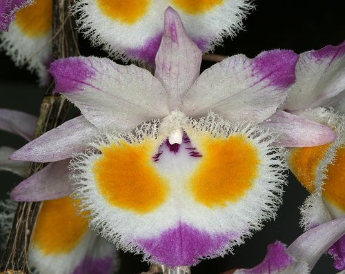 Dendrobium