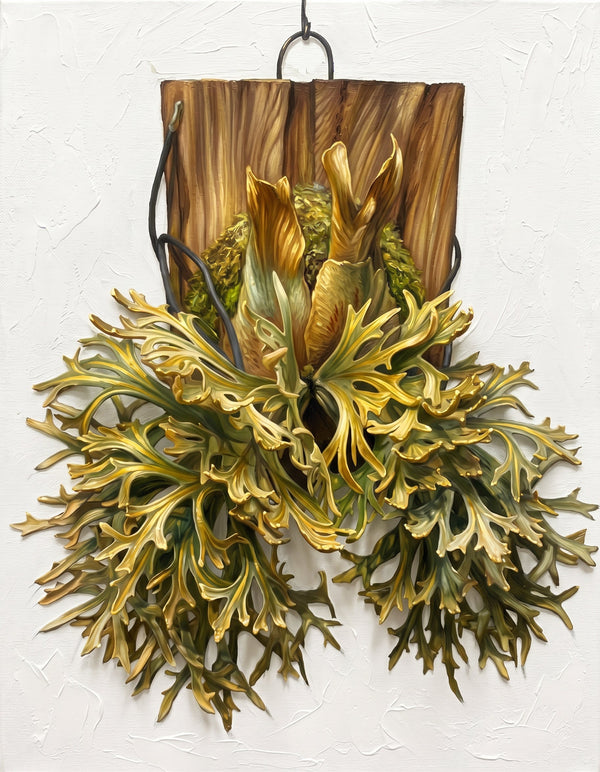 Platycerium & Fern