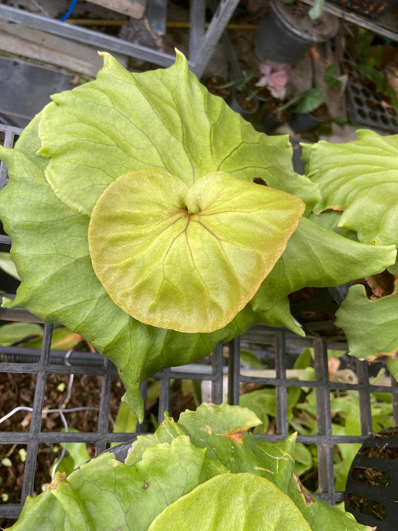 Platycerium Kitchakood