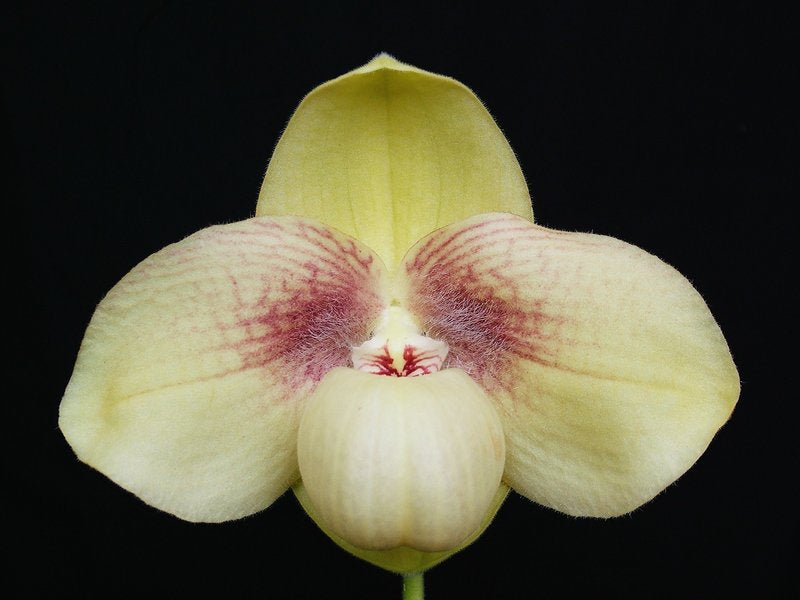 Paphiopedilum hangianum