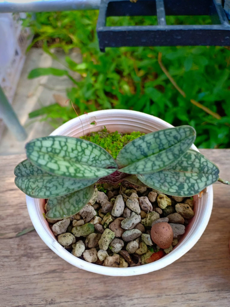 Paphiopedilum delenatii