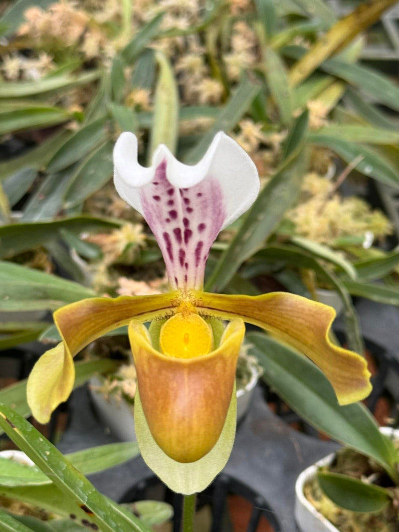 Paphiopedilum daoense