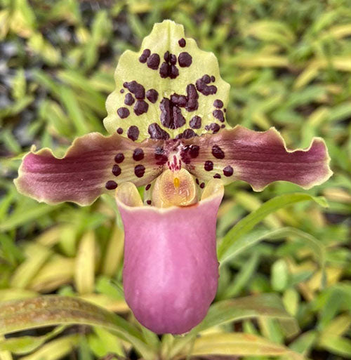 Paphiopedilum henryanum