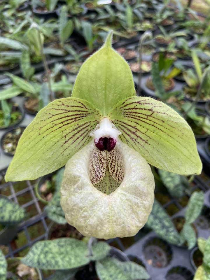 Paphiopedilum malipoense