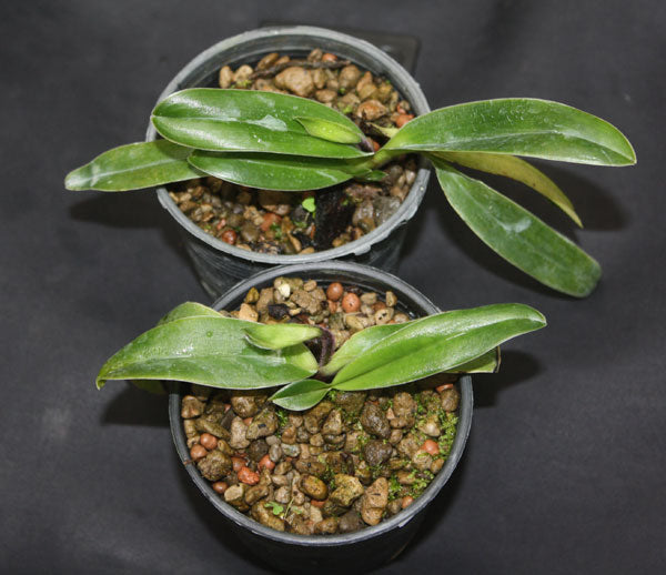 Paphiopedilum henryanum