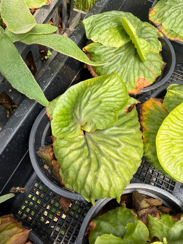 Platycerium madagascariense