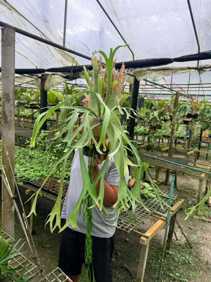 Platycerium willinckii bogor