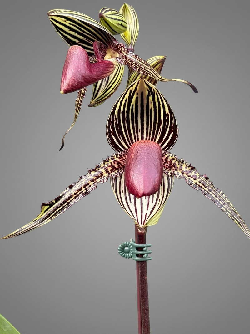 Paphiopedilum rothschildianum Orchid Plant – Medium Rare Lady Slipper Orchid B