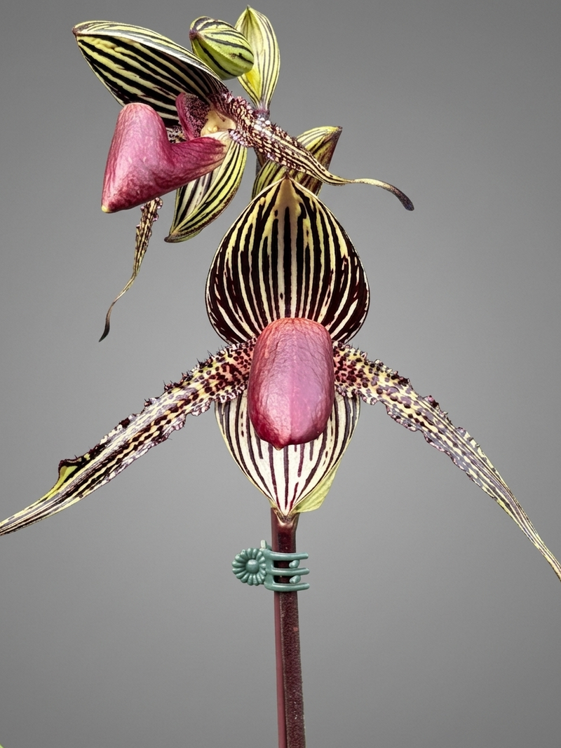 Paphiopedilum rothschildianum Orchid Plant – Medium Rare Lady Slipper Orchid A