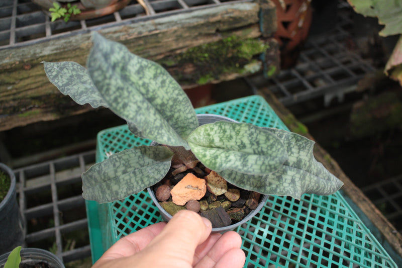 Paphiopedilum malipoense