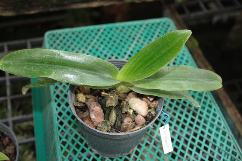 Paphiopedilum hangianum