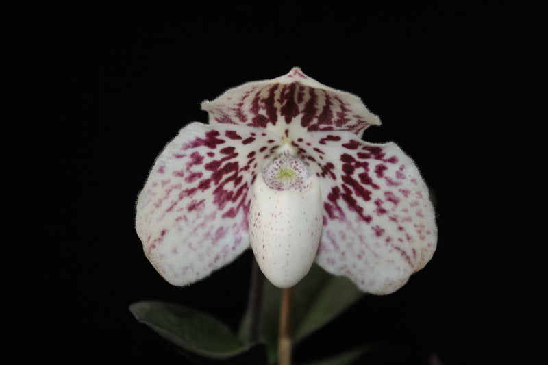 Paphiopedilum godefroyae