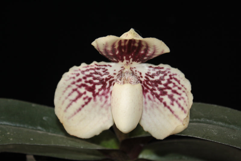 Paphiopedilum godefroyae