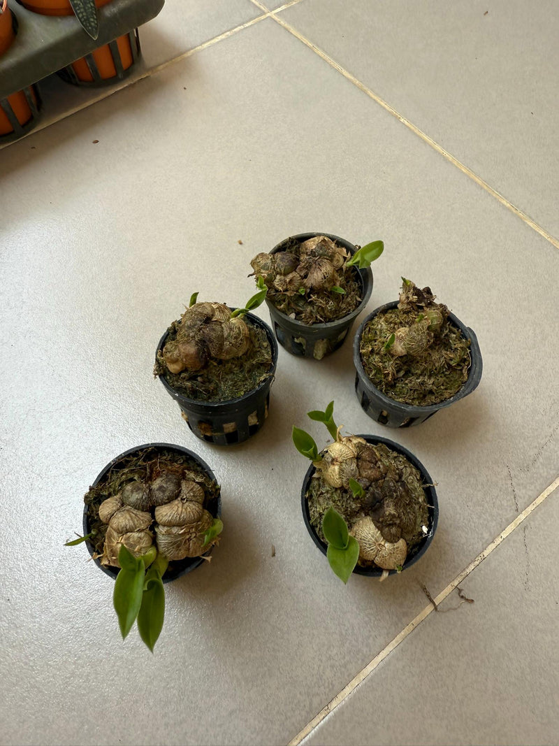 Miniature Porpax thaithongiae Orchid: Rare Thai Terrarium Orchid