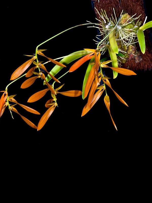Bulbophyllum wallichii Orchid Plant - Home Garden Collection