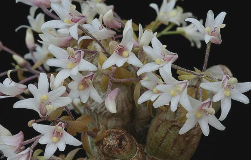 orchid Eria obesa 1 plant orchid home garden collection