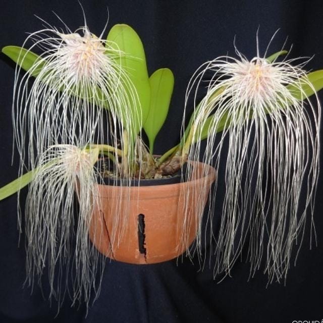Orchid Bulbophyllum medusae 1 plant orchid collection home garden decore