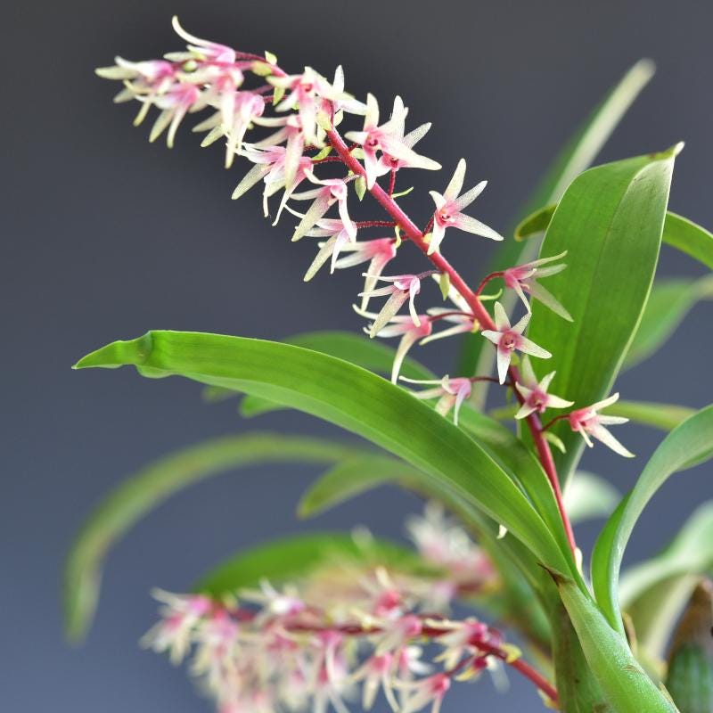 Orchid Eria javanica pink flower 1 plant orchid collection