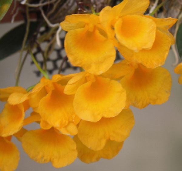 Fragrant Dendrobium jenkinsii Orchid Plant