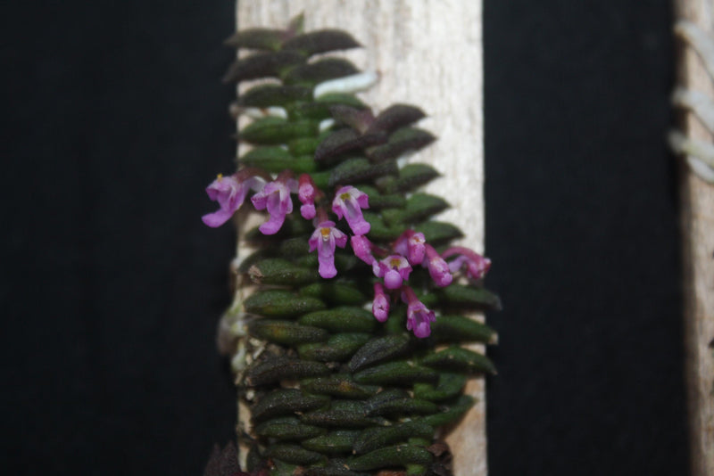 Schoenorchis scolopendria Orchid Plant - Mini Orchid Collection