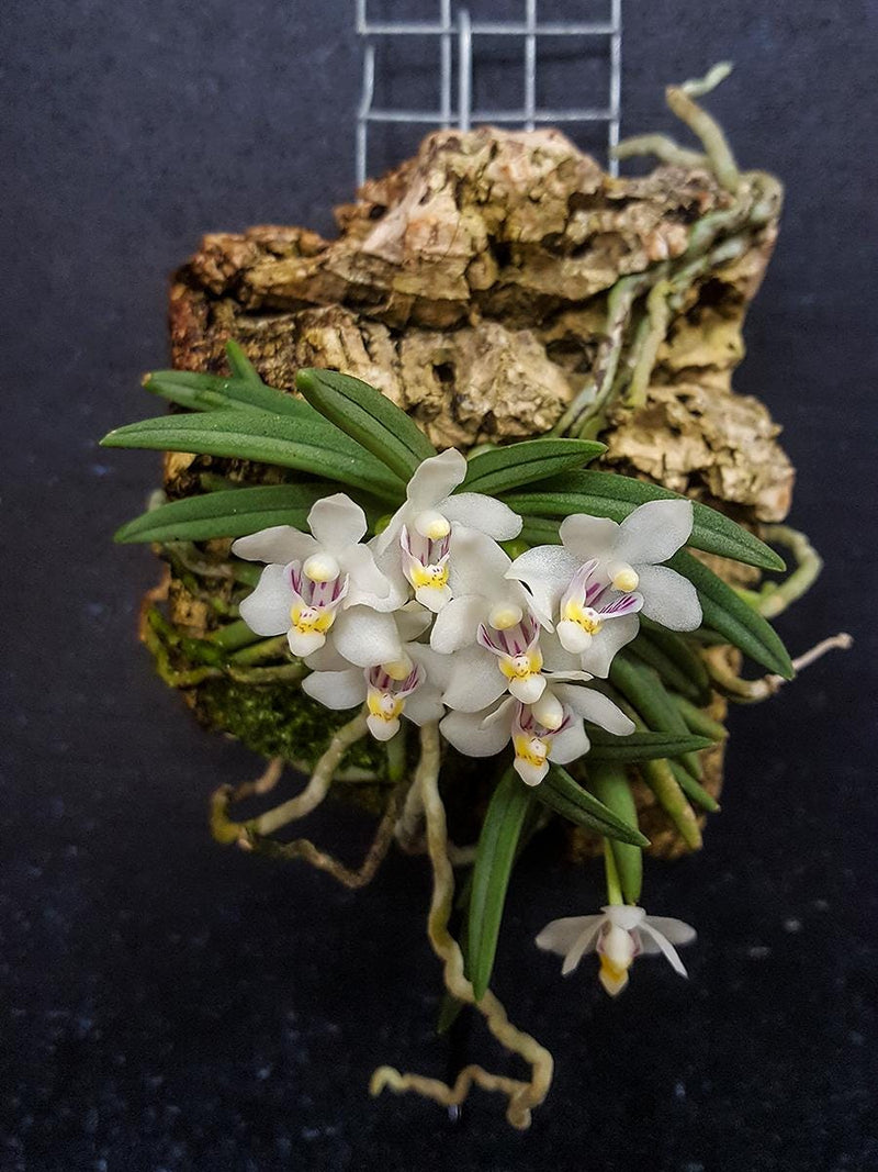 Pteroceras semiteretifolium Orchid Plant: Home Decor Collection