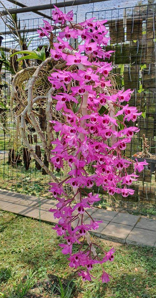 orchid Dendrobium parishii  1 plant for home and garden decorate