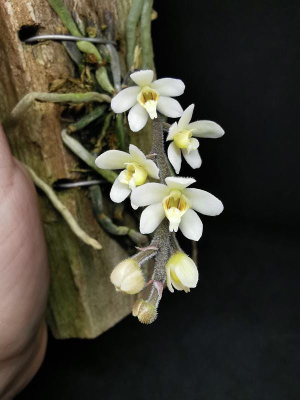 Orchid Chiloschista exuperei  1 plant  orchid collection leafless orchid asian ghost orchid