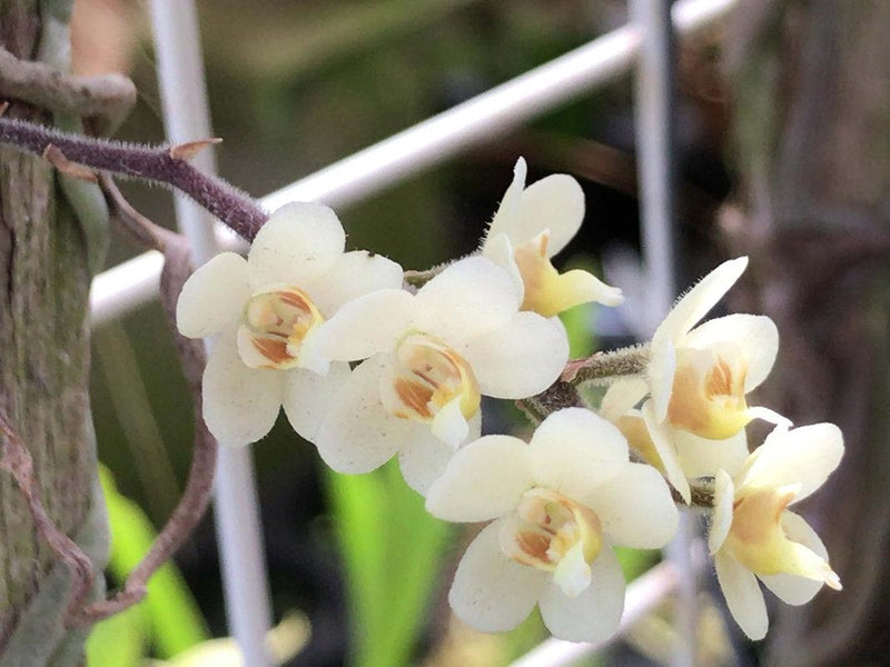 Orchid Chiloschista exuperei  1 plant  orchid collection leafless orchid asian ghost orchid