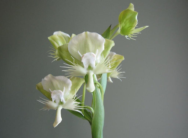 Fragrant White Pecteilis Susannae Orchid Tuber Plant