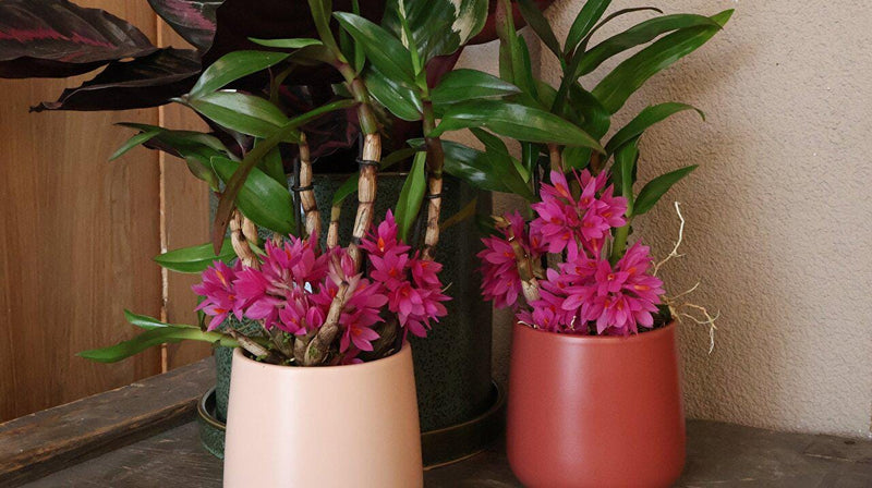 Orchid Dendrobium Hibiki 1 plant bloom size long flowering period