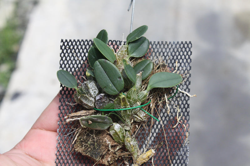 Fragrant Dendrobium jenkinsii Orchid Plant