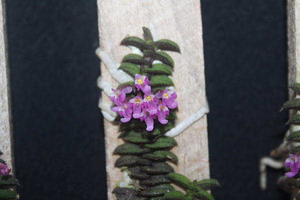 Schoenorchis scolopendria Orchid Plant - Mini Orchid Collection