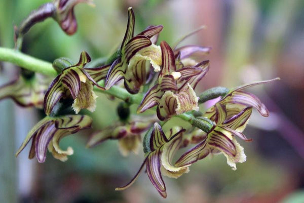 Pinalia bractescens Orchid Plant - Collector's Orchid