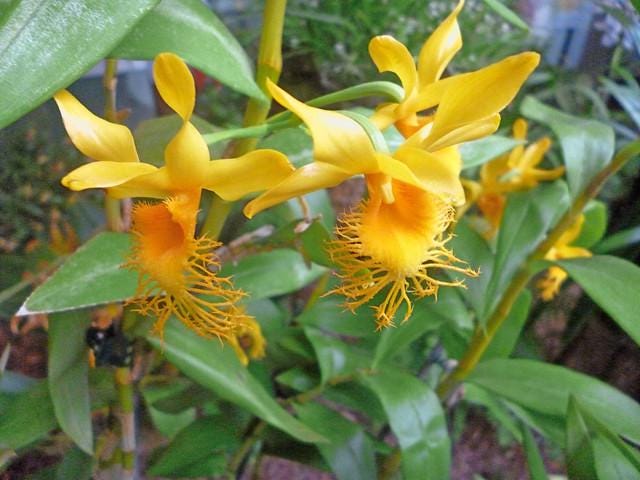 orchid Dendrobium brymerianum 1 plant orchid collection