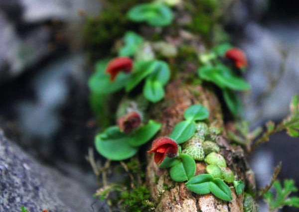 Orchid Porpax ustulata ( 百花良蘭) miniature orchid collection  1 plant