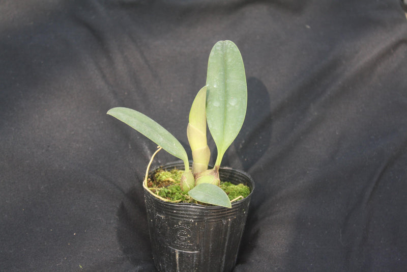 orchid Bulbophyllum echinolabium 1 plant orchid collection