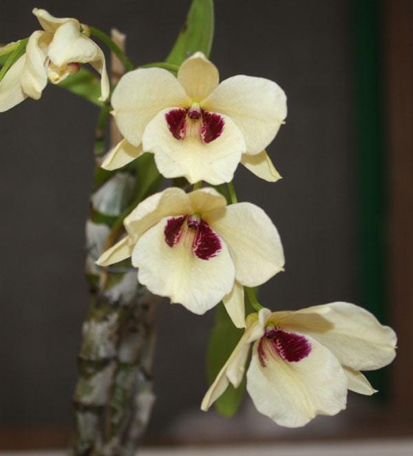 Dendrobium albosanguineum  1 Plant orchid , Dendrobium