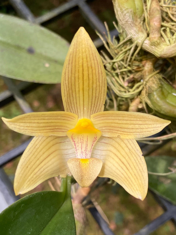 Bulbophyllum siamense Orchid Plant (The Thailand Bulbophyllum)