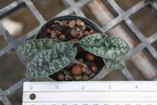 Paph Vietnamense Orchid Plant - Slipper Orchid - Bloom Size