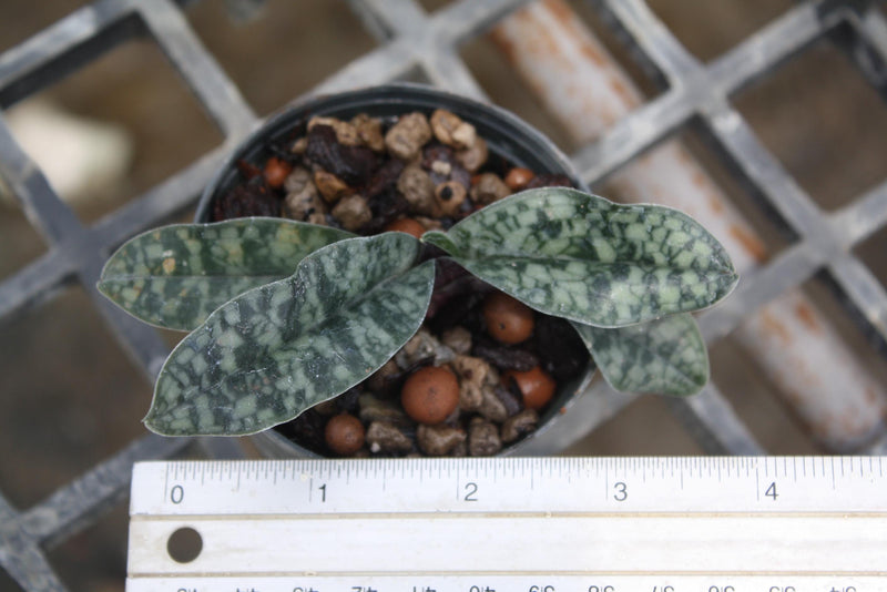 Paph Vietnamense Orchid Plant - Slipper Orchid - Bloom Size