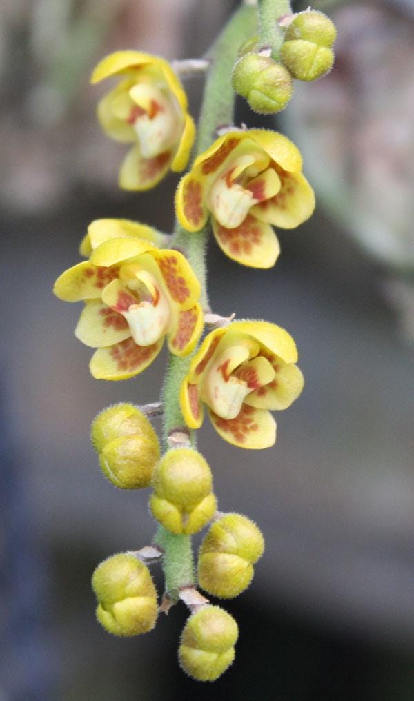 Orchid Chiloschista extinctoriformis 1 plant orchid collection for home garden ,collector
